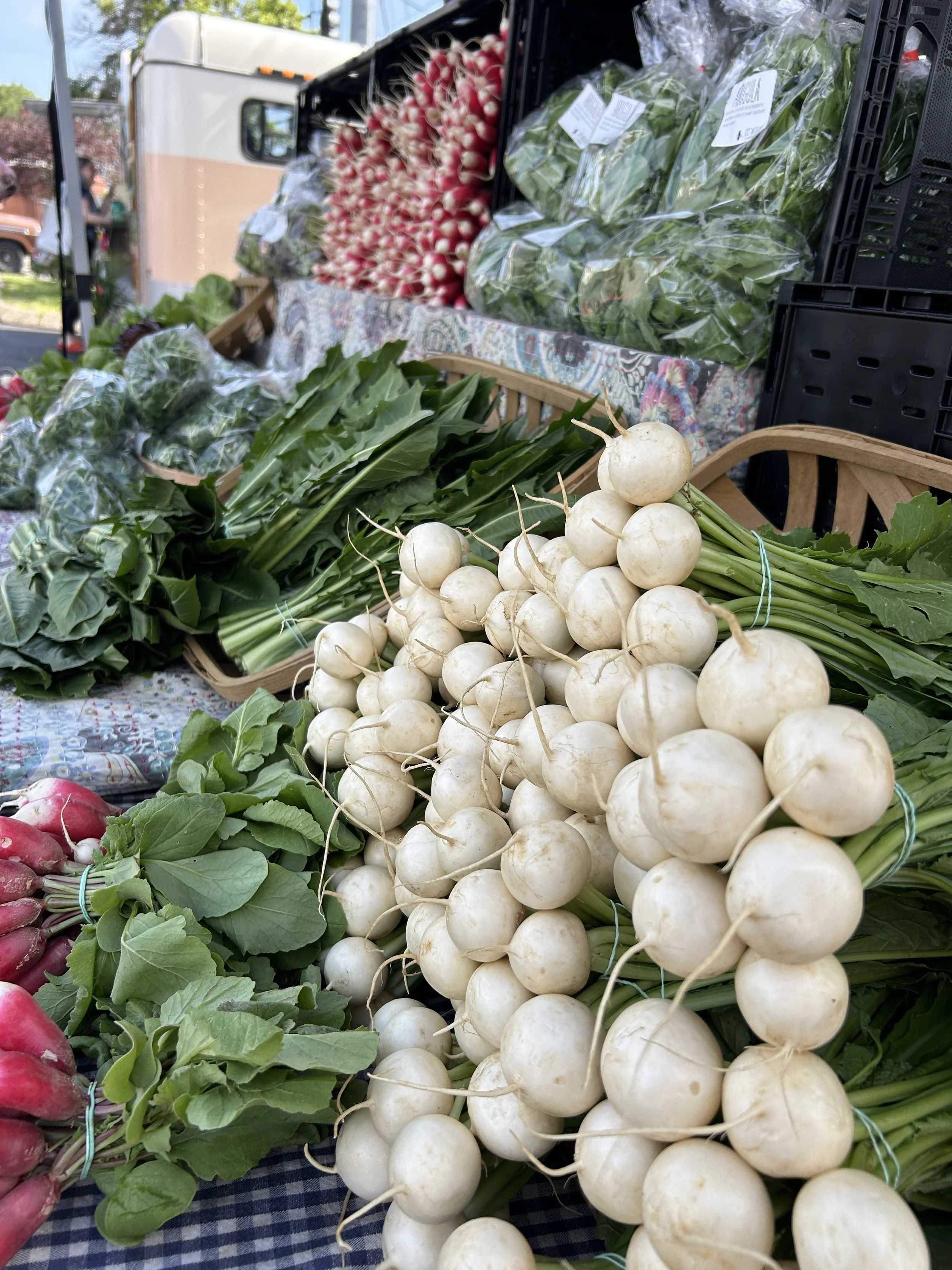 Fresh radishes and greens selected at the Nashville Farmers Market